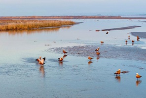 Ningxia, Parco Nazionale delle Zone Umide di Tianhewan diventa un paradiso per uccelli migratori